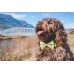 Biene-Design, personalisiertes Hundehalsband- und Leinenset mit Fliege/Blümchen, kostenlose Gravur Name und Telefonnummer für Hunde/Katzen